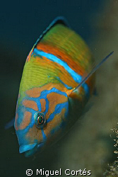 Wrasse. by Miguel Cortés 